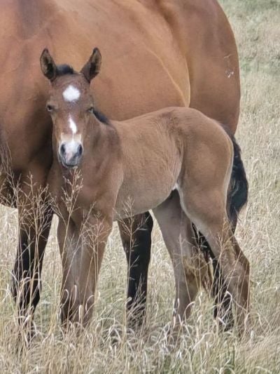 Paddys Gin Guns JW<BR>AQHA PENDING